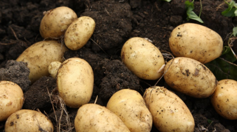 Potatoes in soil after being dug up.