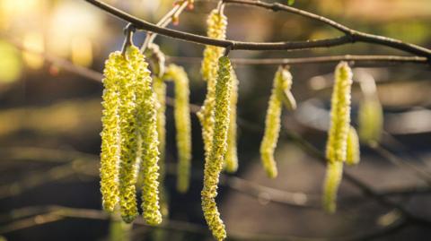 Hazel catkins in close up