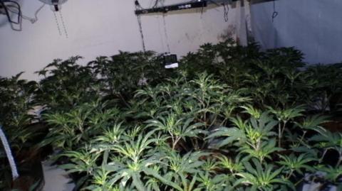 Cannabis farm growing in white room