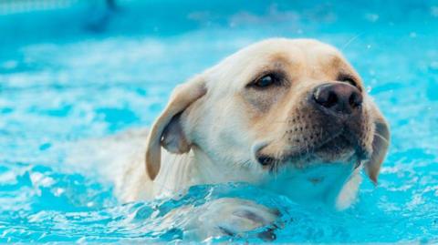 A close-up of a light-coloured dog swimming in a blue pool.