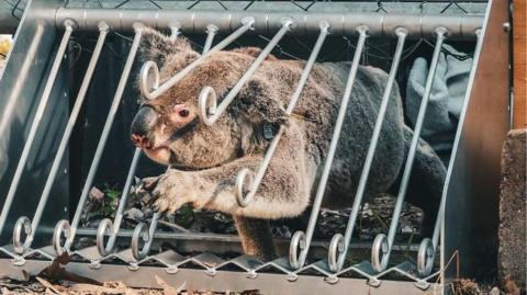 A koala uses a Fauna Escape Hatch. It is a metal box with multiple bars on swinging hinges. 