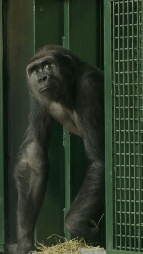 Gorilla moving from a green cage into a straw-lined room