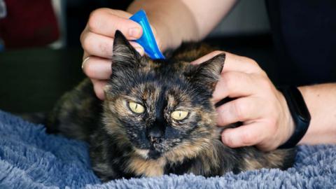 The face of a tortoiseshell cat can be seen with yellow eyes, looking pensive, as a white-skinned person holds a blue triangular pipette at the back of its neck. The cat is being gently held on a fluffy blue blanket. 