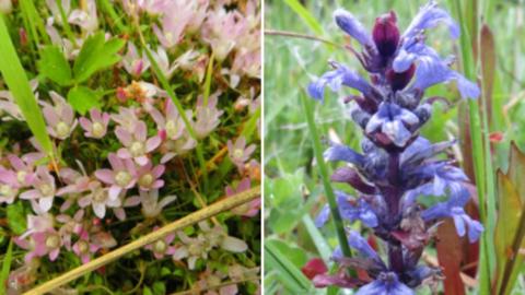 A small pink flower on the left and a blue upright flower on the right with grassland behind of both.