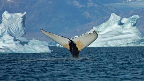 The image shows a whale fluke - or tail - emerging from slightly choppy, blue waters of East Greenland. There are small icebergs visible in the background and the mountainous coast of Greenland beyond. 