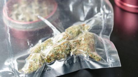 Close up of medical marijuana buds in vacuum seal bags and grinder. Cannabis is a concept of herbal or alternative medicine. 