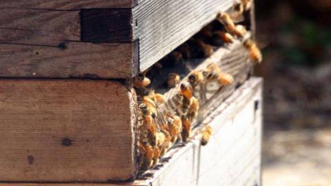 Several bees crawling in and out of a wooden hive box in the sun.
