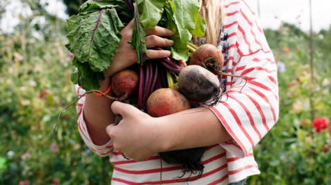 Girl holding bunch of freshly picked beetroot on her allotment.