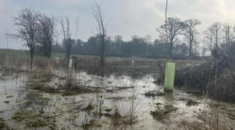 Flood water on field with trees in the background.