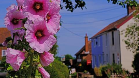 Pink summer flowers in the foreground beneath a blue sky with blue and white residential houses in the distance 