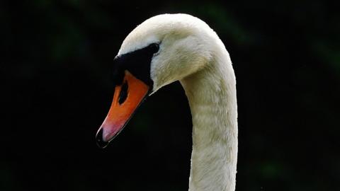 Swan