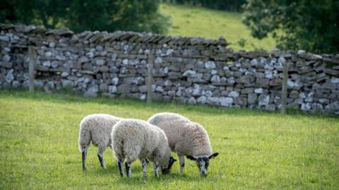 Three sheep are grazing on green grass. Behind them is a long stone wall, with trees in the background