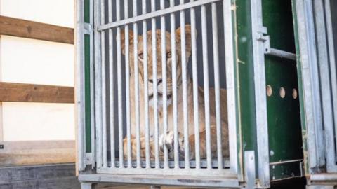 A lioness in a crate ready for transportation