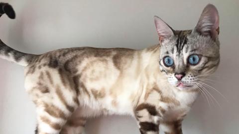 A bengal cat standing on a shelf 