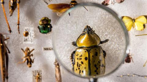 Looking at bugs through a magnifying glass. 