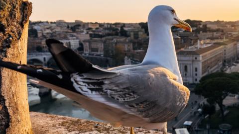A seagull is seen looking out towards the city. It is sat on top of a wall, the background is the city skyline and a yellow sun-kissed sky.