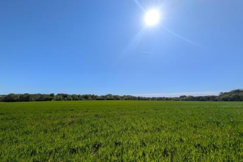 A sunny green field under a clear blue sky, with the bright sun high overhead and a line of trees in Ashton in Makerfield, Wigan