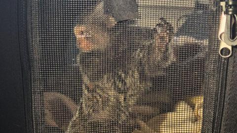 A small monkey contained in a zipped cage made out of fabric. The monkey is looking to its right, with its paws on the "window" of the cage.