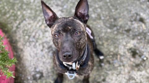 A black and brown lurcher-type dog with blonde speckling in its coat. It is wearing a harness and sitting on the ground looking up at the camera with its big brown eyes. 