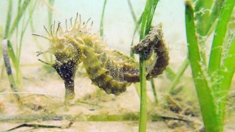 A close-up of a spiny seahorse on a sandy seabed amongst the seagrass. Its tail is wrapped around a blade of grass. It is mostly brown and green in colour and has lots of spines over the top of its head and the top of its back.