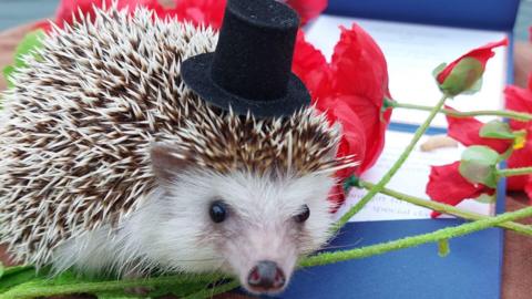 A picture of Pico the hedgehog. He is sat on a surface looking at the camera. He is wearing a small black top hat on his head. Flowers lay next to him.