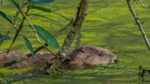 A brown beaver swimming in a green river. A branch with leaves on it crosses the screen in the foreground.