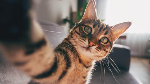 A cat taking a selfie on a sofa