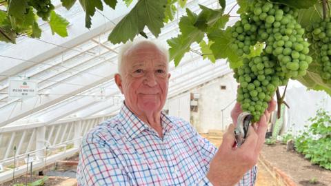 A photo of an elderly man with short grey hair smiling at the camera. He is holding grapes on the vine and some secateurs. He is wearing a white shirt with blue and red checks on it. 