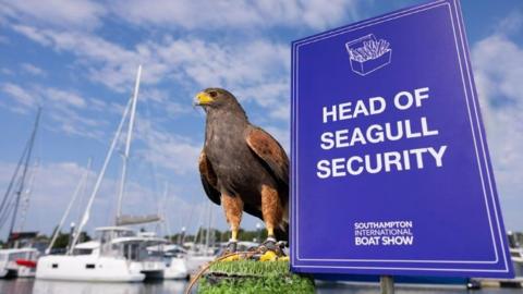 Brown hawk with yellow beak stands on a post covered in fake grass next to a 'Head of Seagull Security' sign with water and boats behind