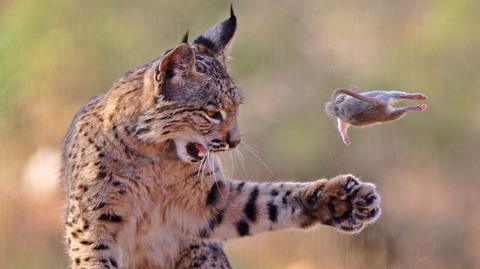 A lynx stands upright on its hind legs on a dirt path, one paw raised as it bats a small rodent into the air. The background is softly blurred, focusing attention on the mid-action moment.