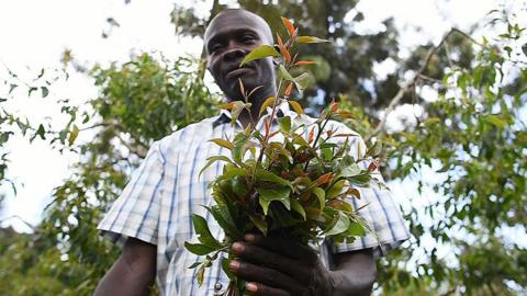 David Muchoka, a khat farmer plucks shoots off a tree at his farms plantation in Meru county on May 30, 2022