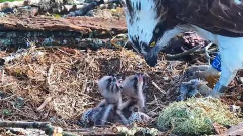 Three Osprey chicks can be seen in a straw nest with their mouths open reaching up to their mother, a large Osprey with white markings and dark brown feathers, with bright yellow eyes.