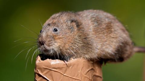 A water vole sits on a brown pipe