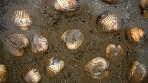 close up of cockle shells in wet sand 