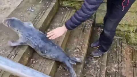 Onlooker strokes seal pup