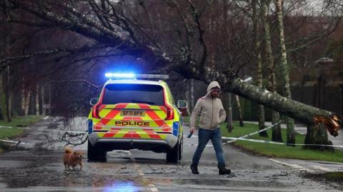 A man walks a dog past a police car in front of a fallen tree 