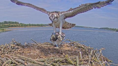 Osprey landing in nest with wings outstretched