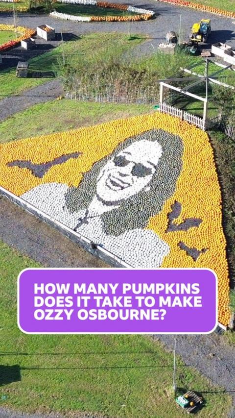 An aerial view of the Ozzy Osbourne pumpkin pyramid shows a mixture of orange, white and black pumpkins positioned to create a picture of Ozzy Osbourne grinning