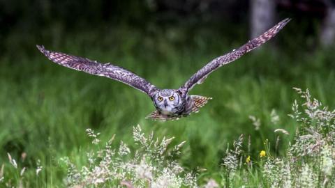 An owl flies over a meadow in Kent.