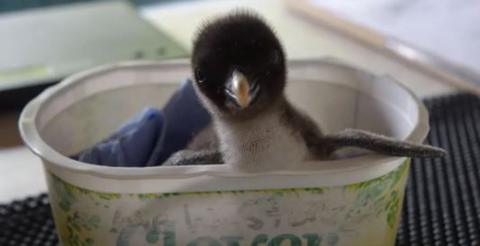 Rockhopper penguin chick in a butter tub 