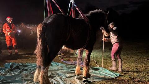 A horse attached to a winch standing up whilst a few people gather round.