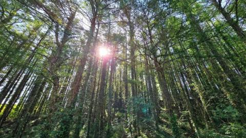 Sunshine seen through the trunks of trees in a forest with blue sky behind