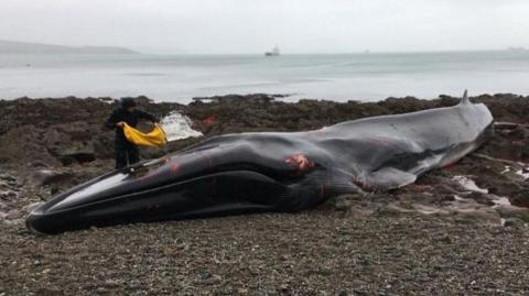 A fin whale with some patches of injury is seen on Parabean Cove in Cornwall in 2020. A man standing to the left near the tail uses a large yellow bag to throw water over the whale to keep it comfortable. In the foreground is a shale beach while in the background a large ship can be seen at sea. 