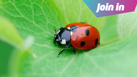 a red ladybird with black spots on a green leaf, with text in the top right hand corner saying 'join in'