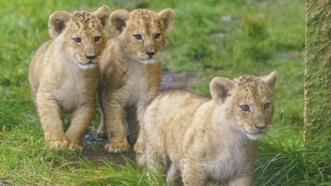 Three lion cubs chasing something on a grassy paddock in a zoo.
