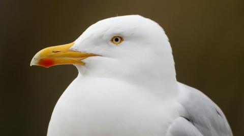 A close-up image of a white gull with a yellow beak.