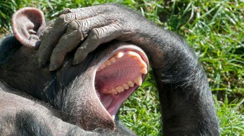 A chimpanzee covering his eyes and laughing.