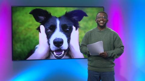 De-Graft in the studio with a dog in the screen