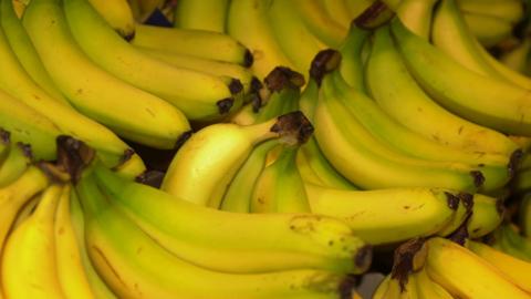Bunches of yellow bananas. Some of them are still green where they have not yet ripened.