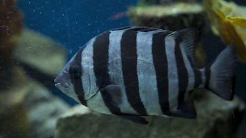 Grey and black striped fish swimming in water.